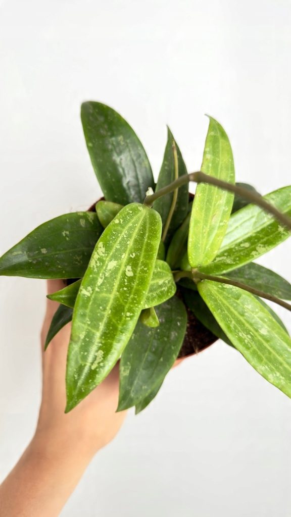 hoya loei