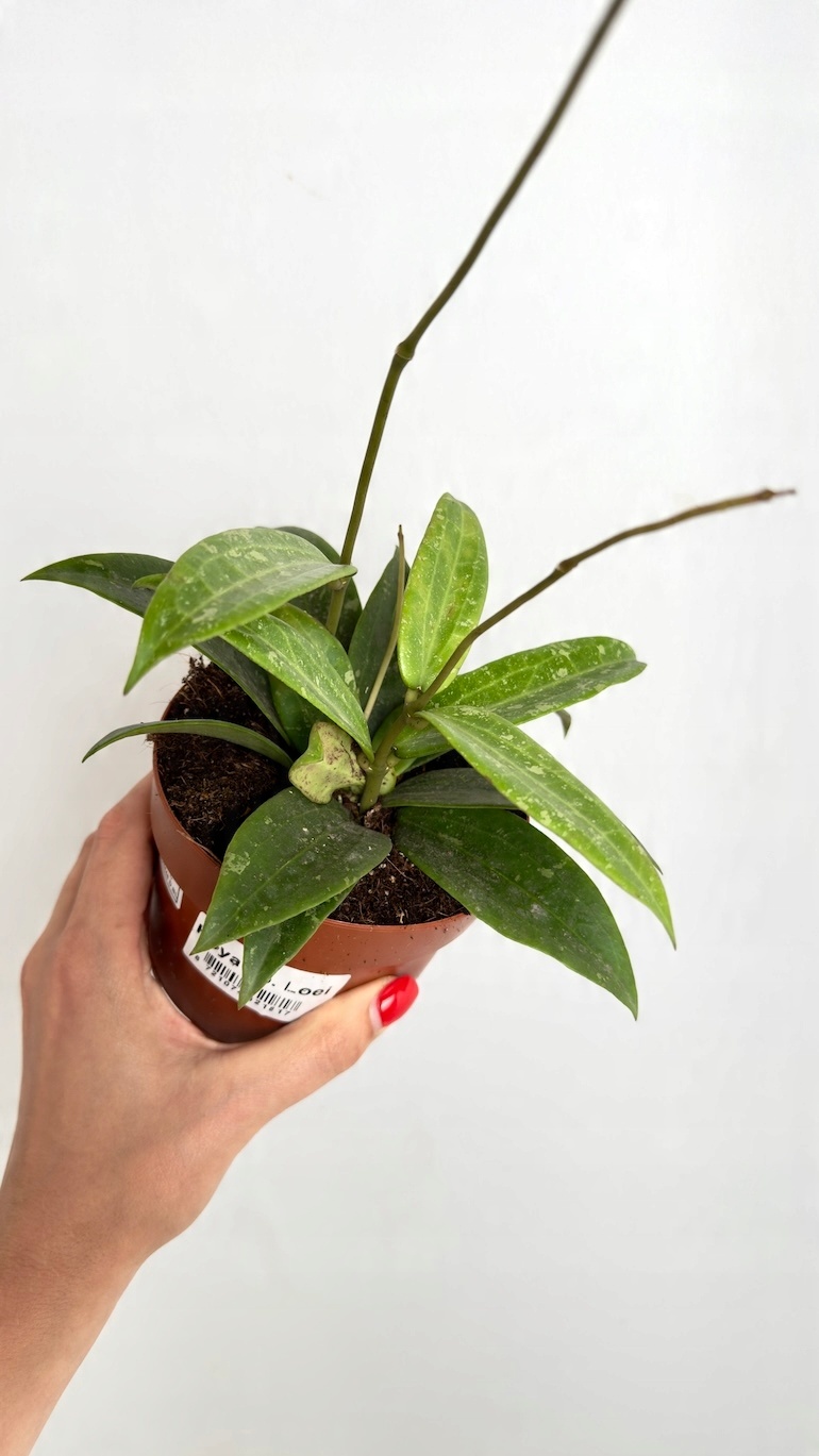 Hoya Loei