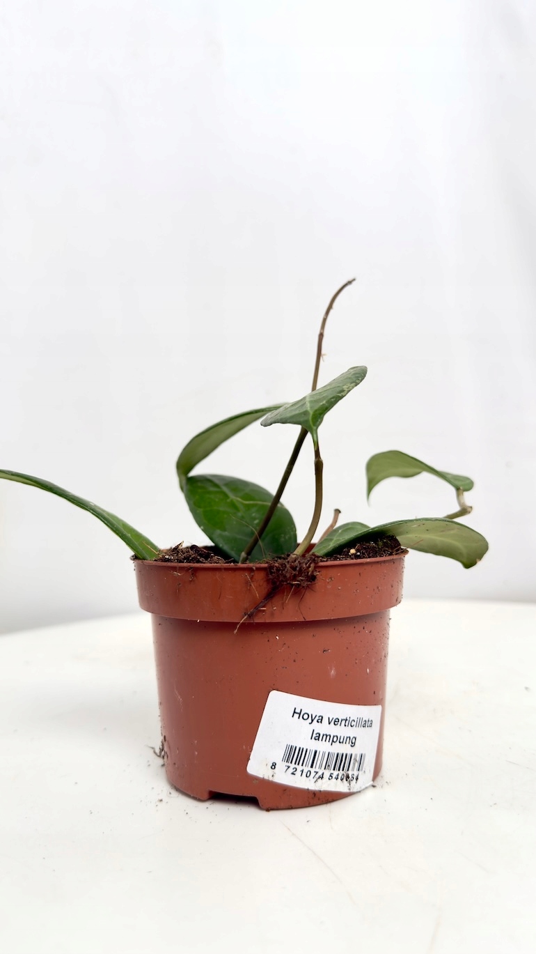 Hoya verticillata Lampung 12/20 cm