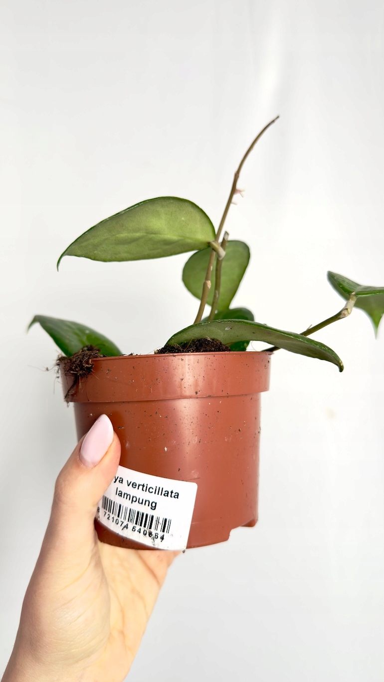 Hoya verticillata Lampung 12/20 cm