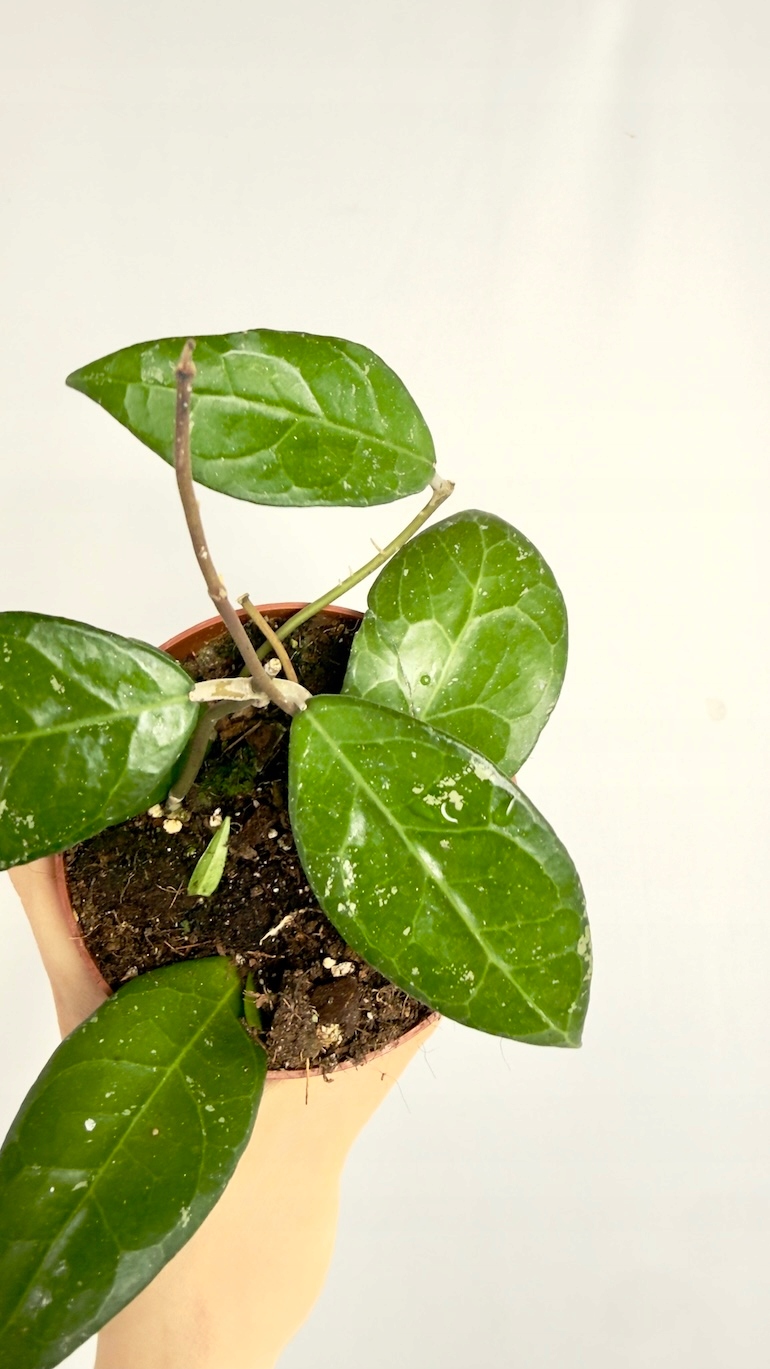 Hoya verticillata Lampung 12/20 cm