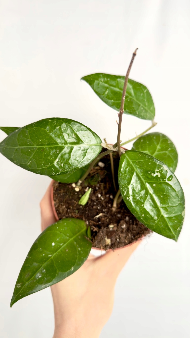 Hoya verticillata Lampung 12/20 cm