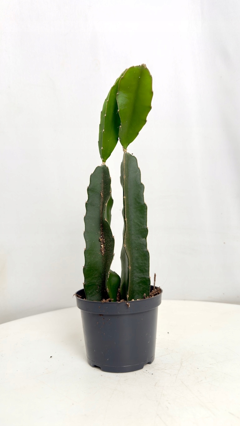 Hylocereus undatus smoczy owoc