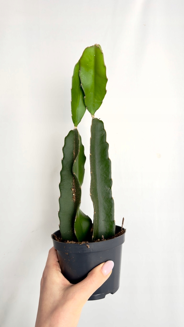 Hylocereus undatus smoczy owoc