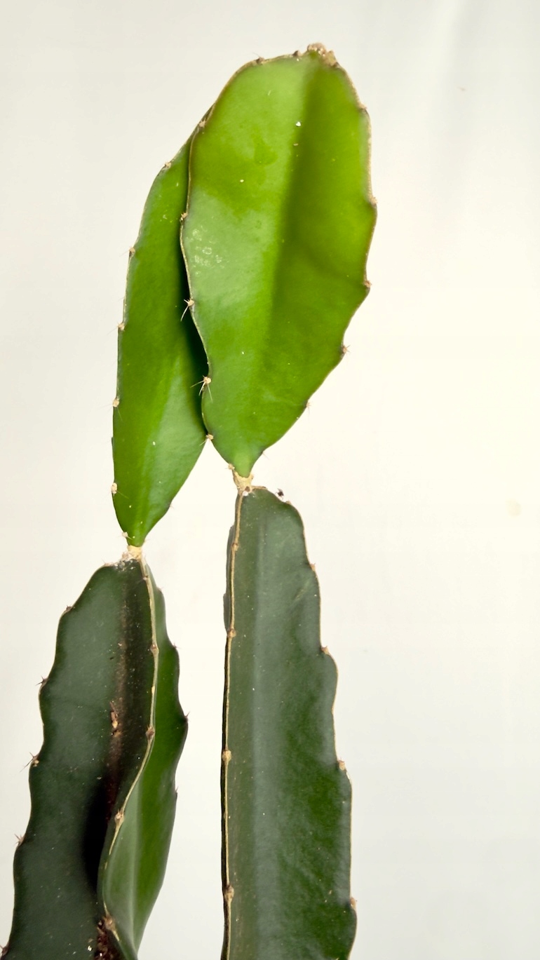 Hylocereus undatus smoczy owoc