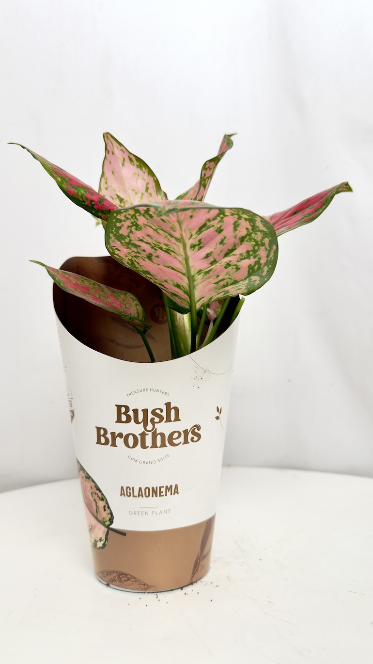 Aglaonema Spotted Star