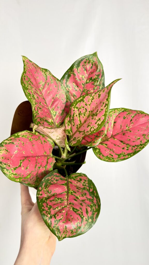 Aglaonema Spotted Star o zielonych liściach z jasnymi plamkami w doniczce produkcyjnej