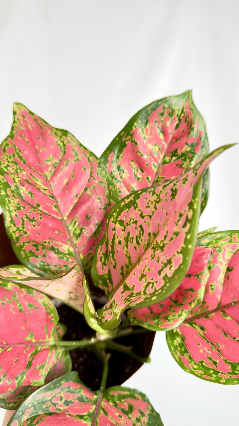 Aglaonema Spotted Star