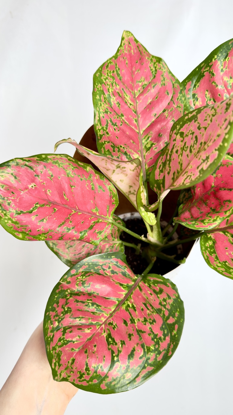 Aglaonema Spotted Star
