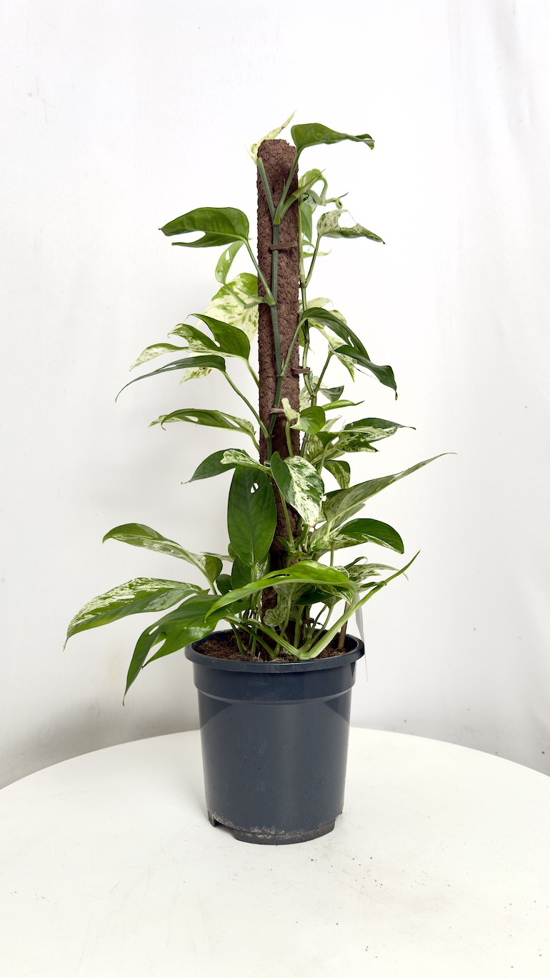 Epipremnum Marble Variegata