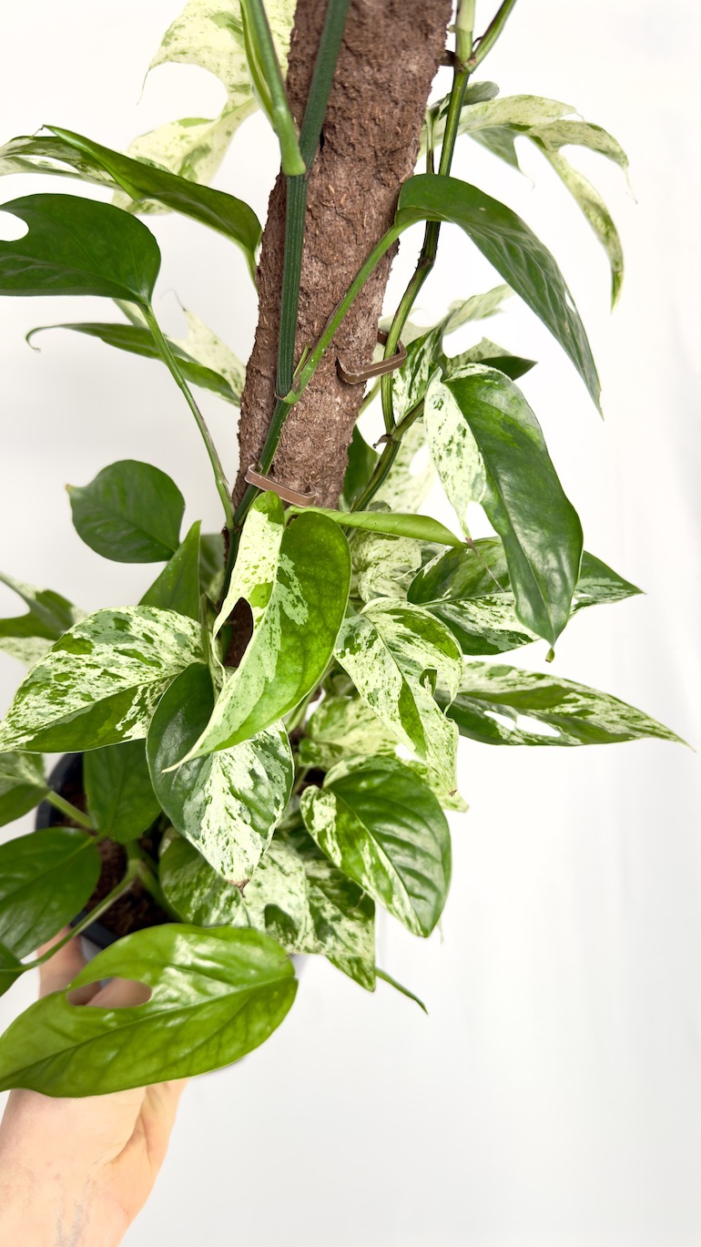 Epipremnum Marble Variegata