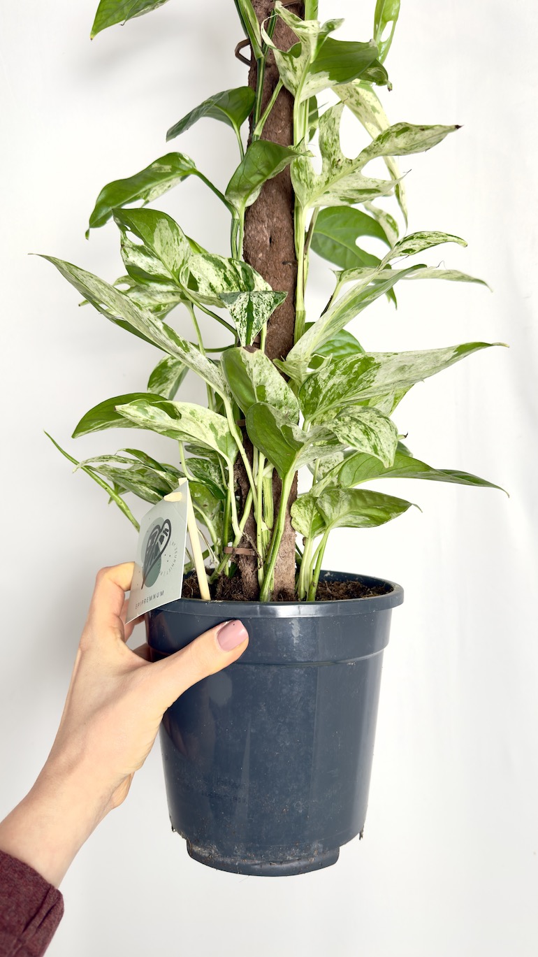 Epipremnum Marble Variegata