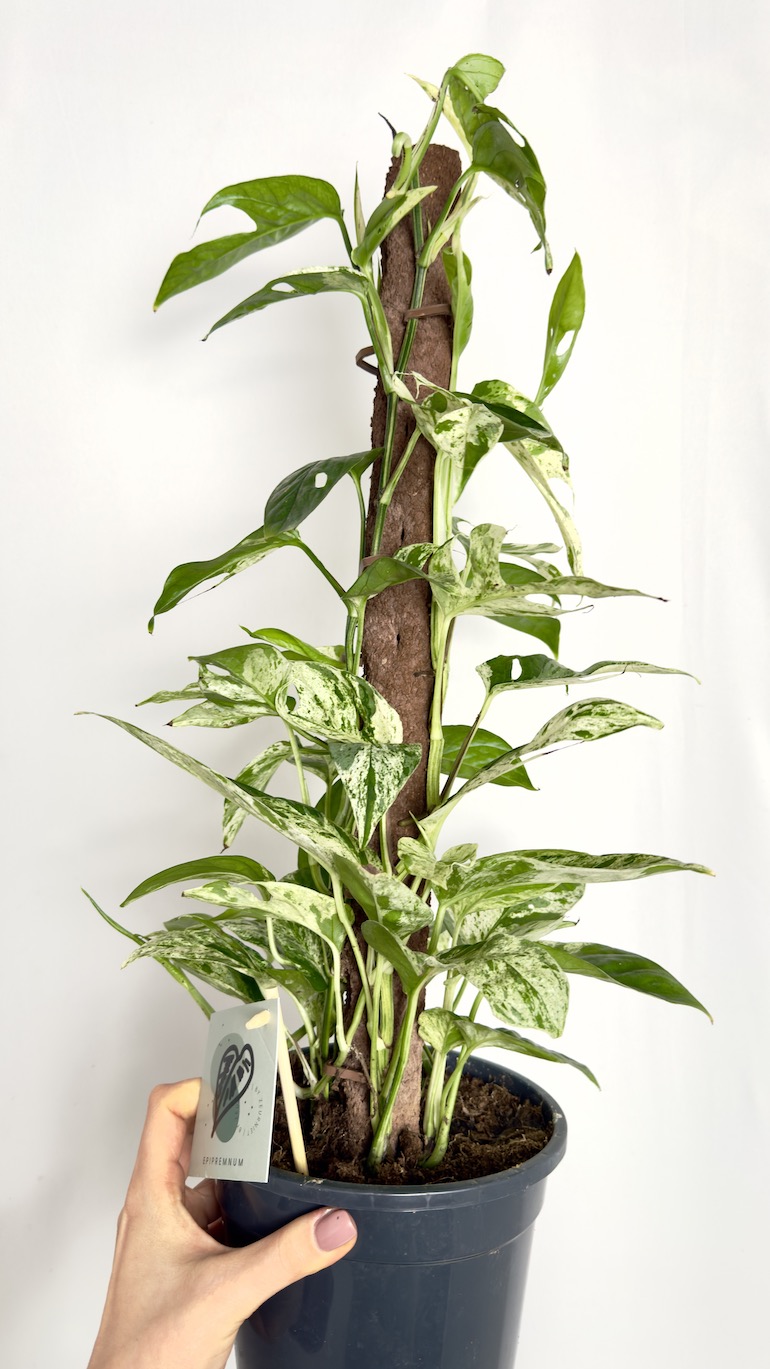 Epipremnum Marble Variegata