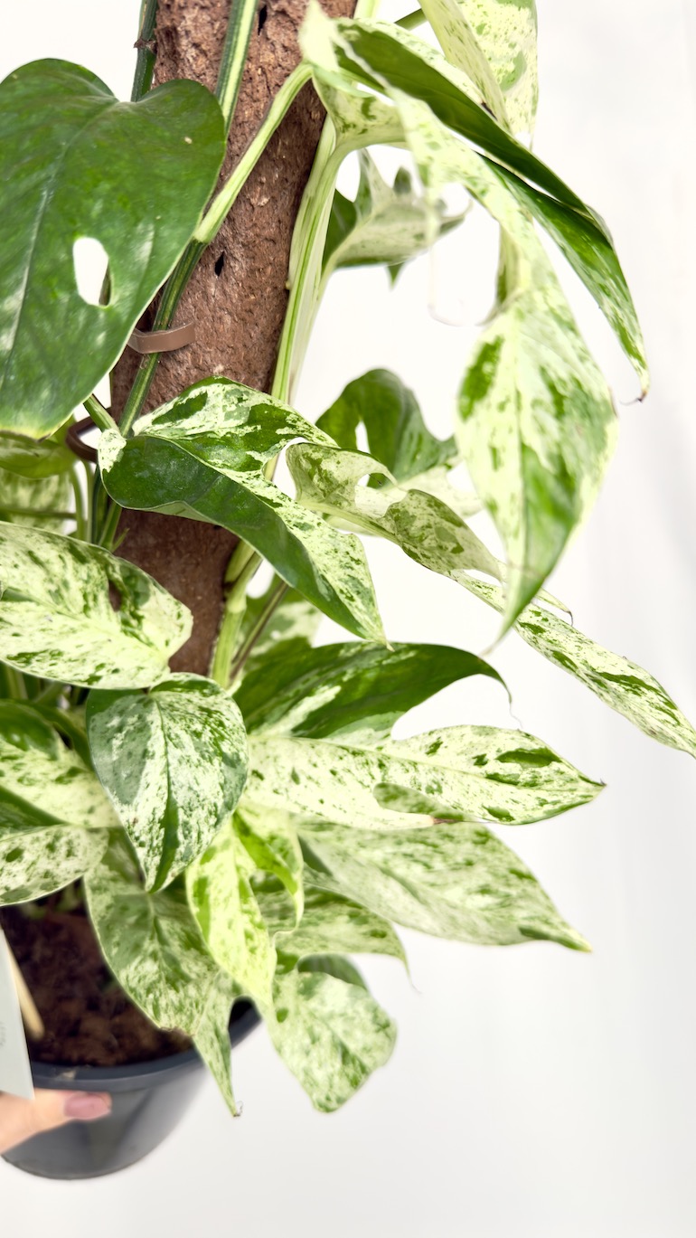 Epipremnum Marble Variegata