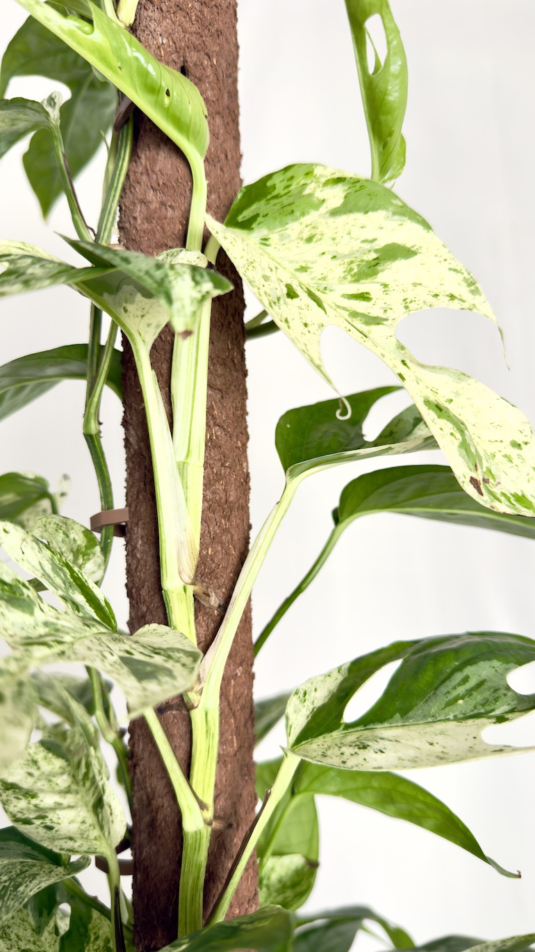 Epipremnum Marble Variegata