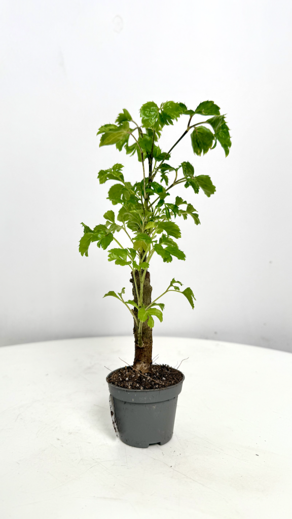 Polyscias Fruticosa
