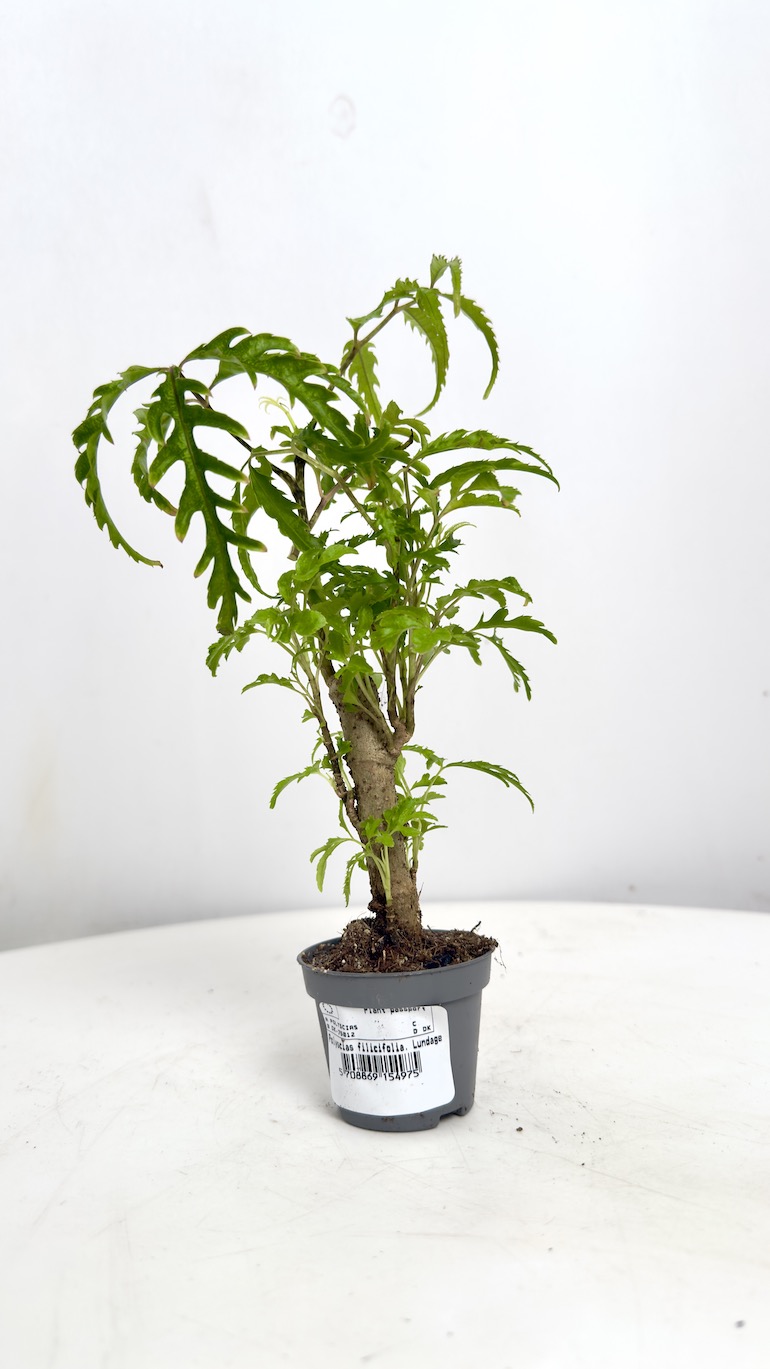 Polyscias Filicifolia