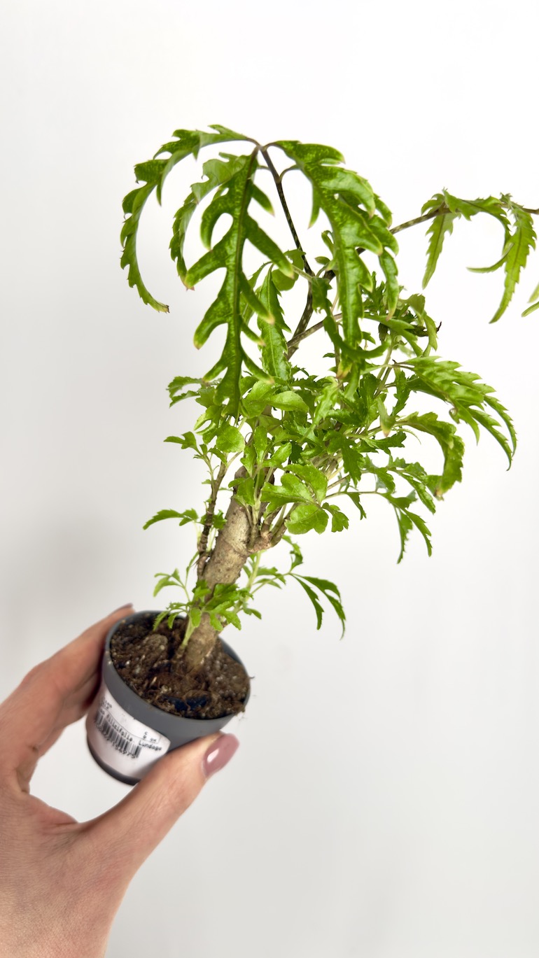 Polyscias Filicifolia
