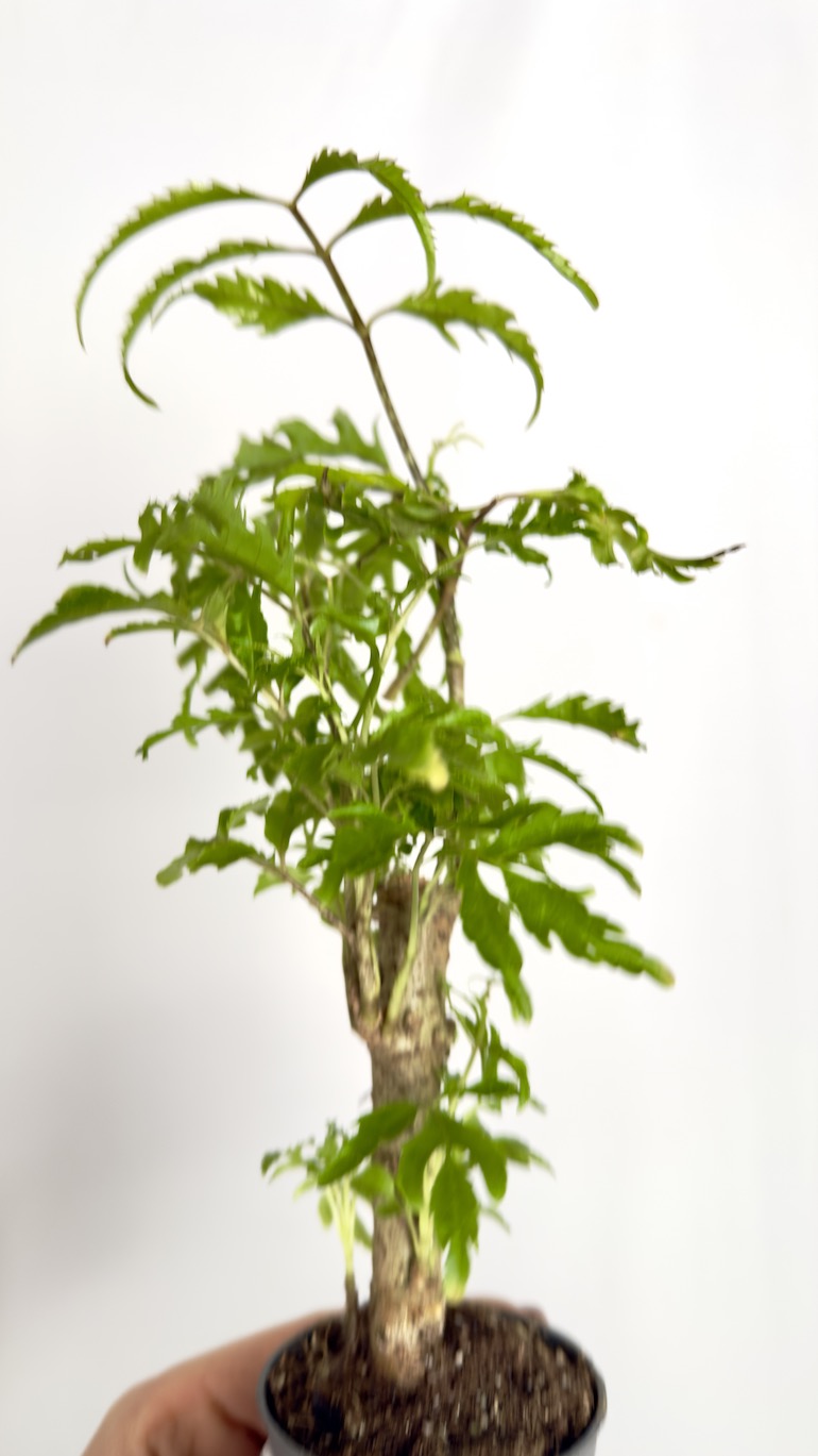 Polyscias Filicifolia