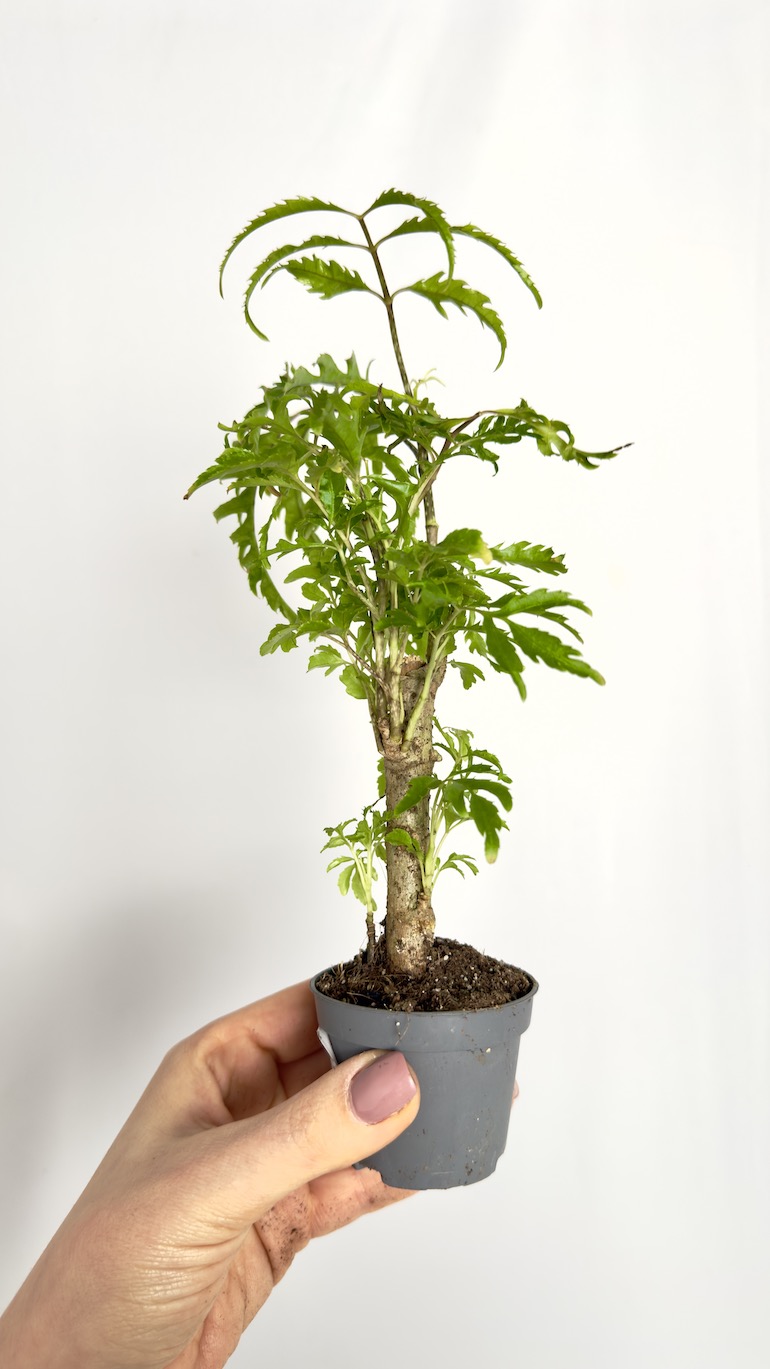 Polyscias Filicifolia