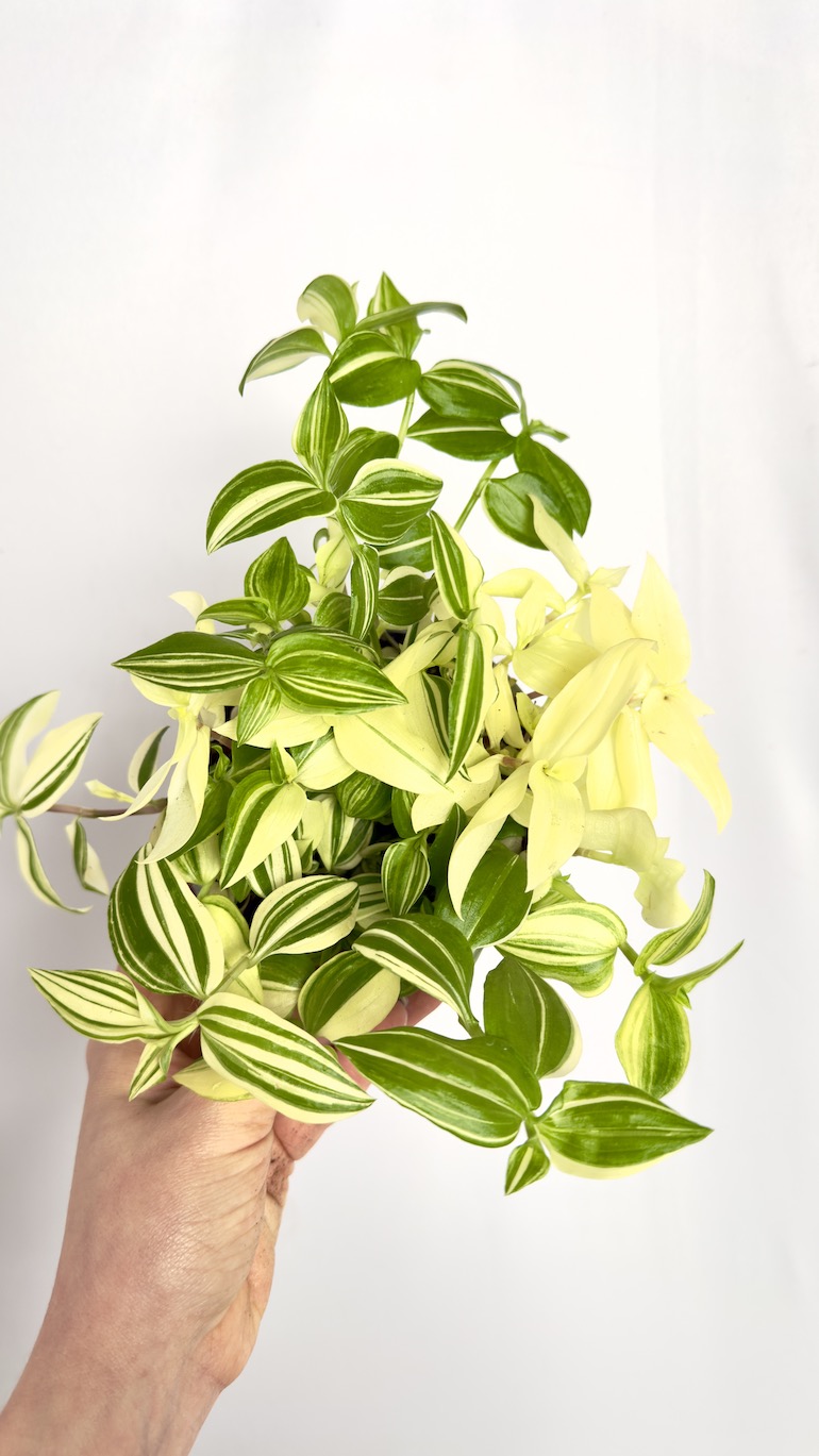 Tradescantia Yellow Hill