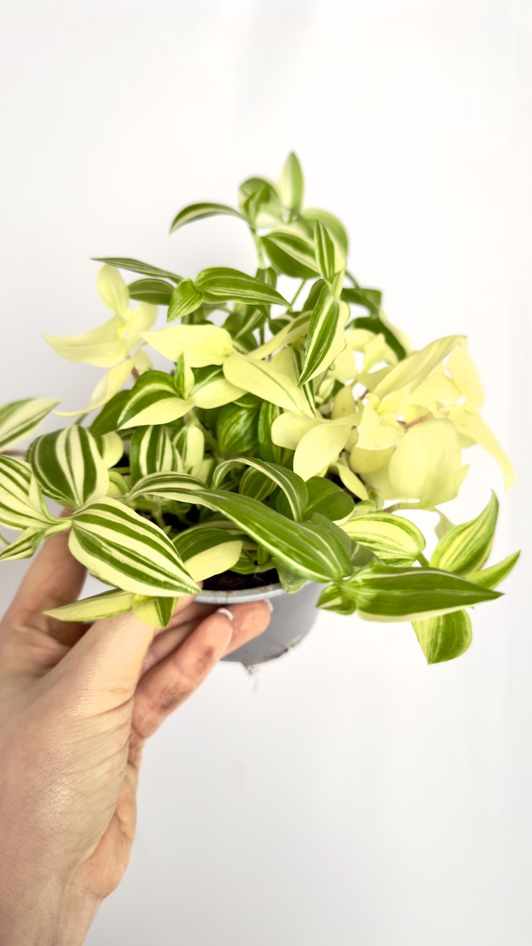 Tradescantia Yellow Hill