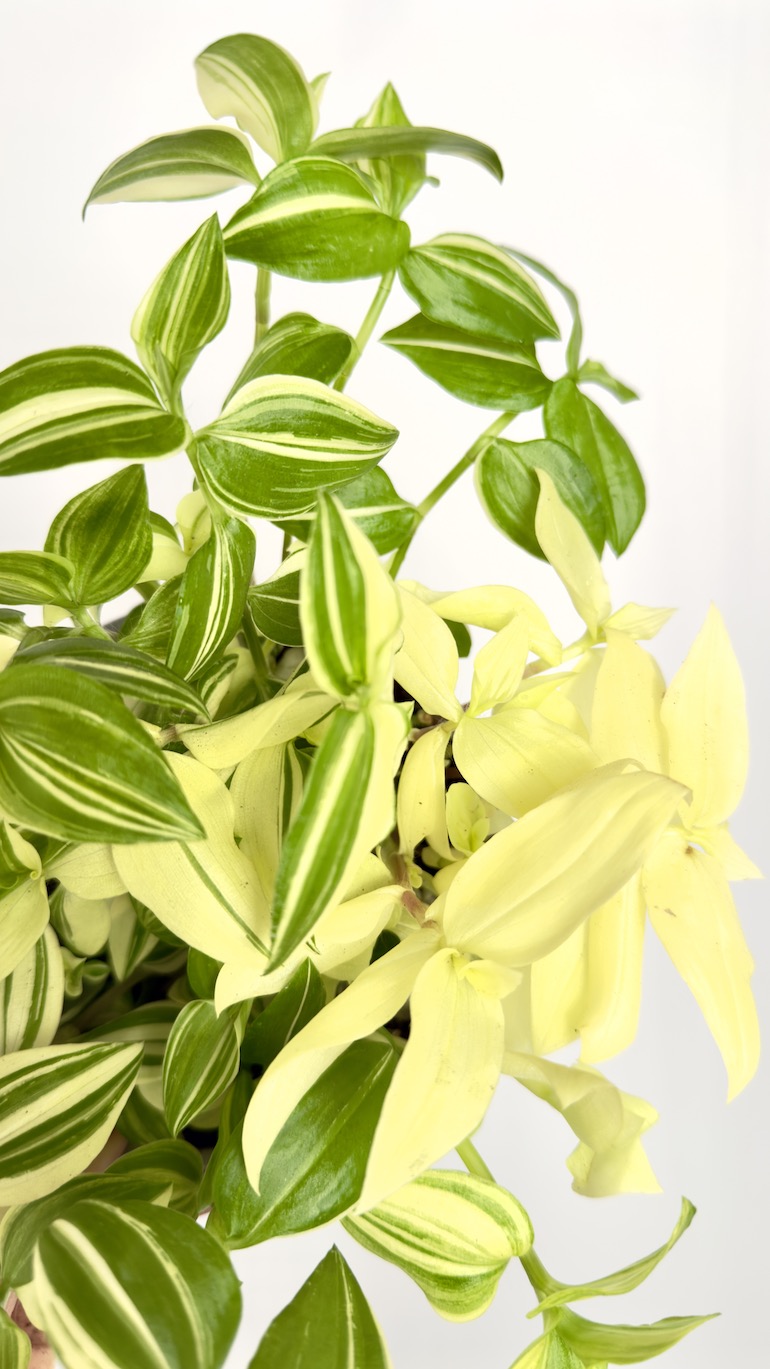Tradescantia Yellow Hill