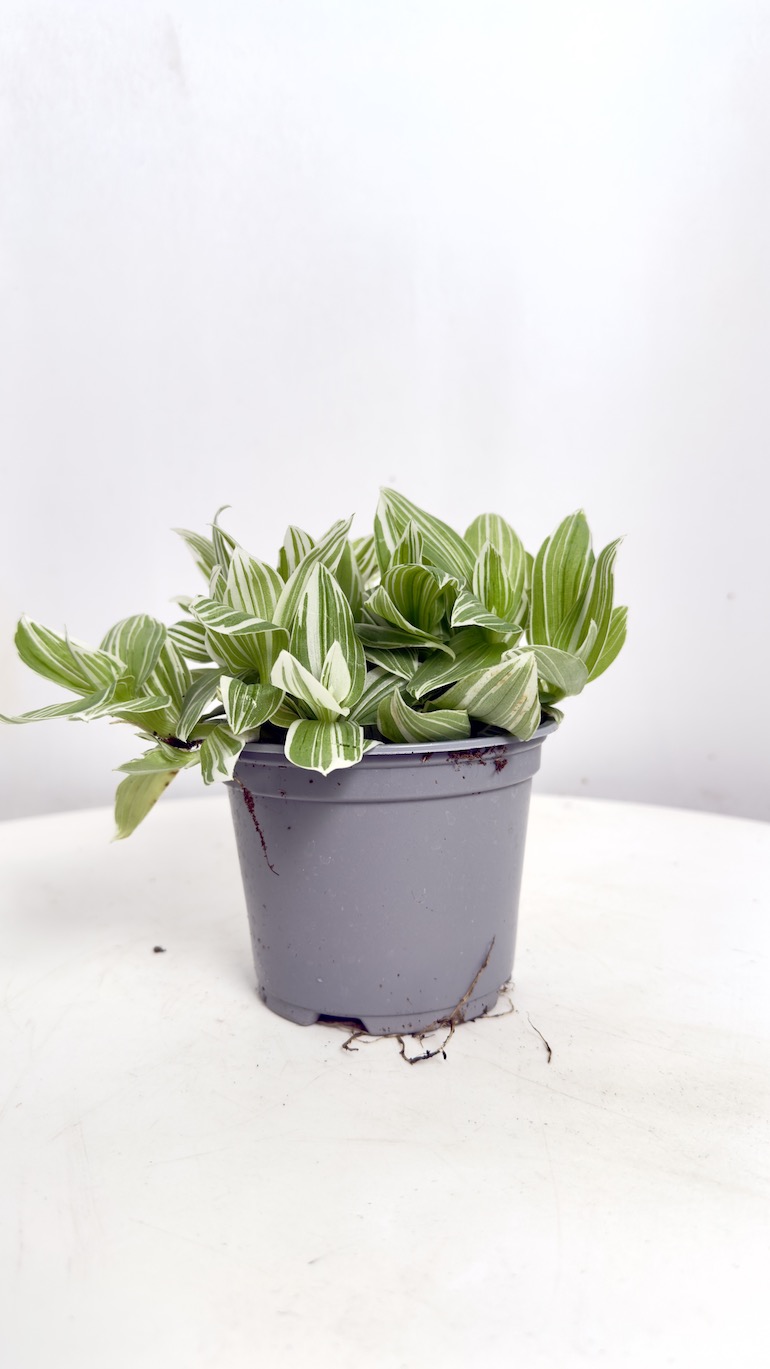 Tradescantia White Joy