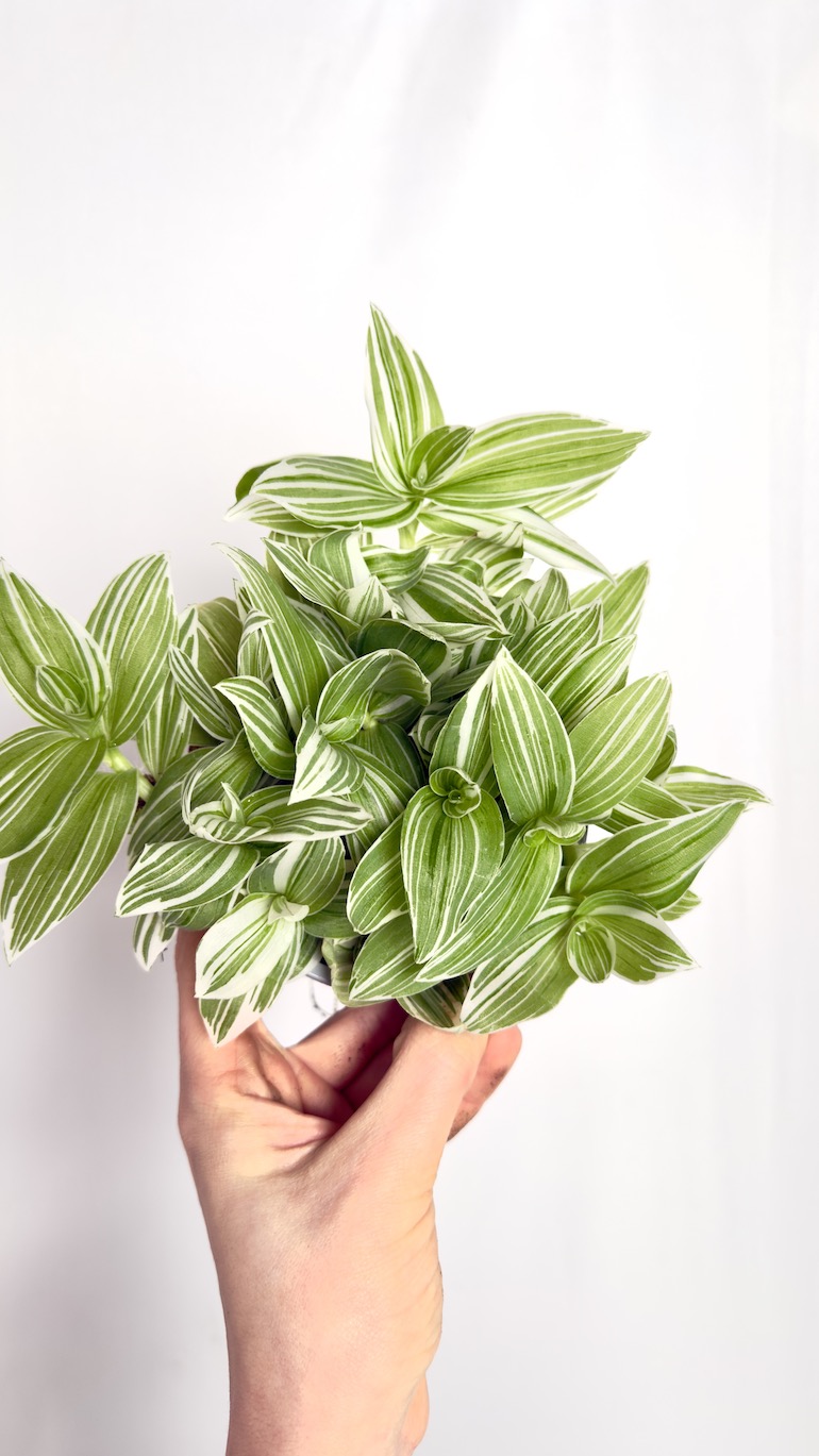 Tradescantia White Joy