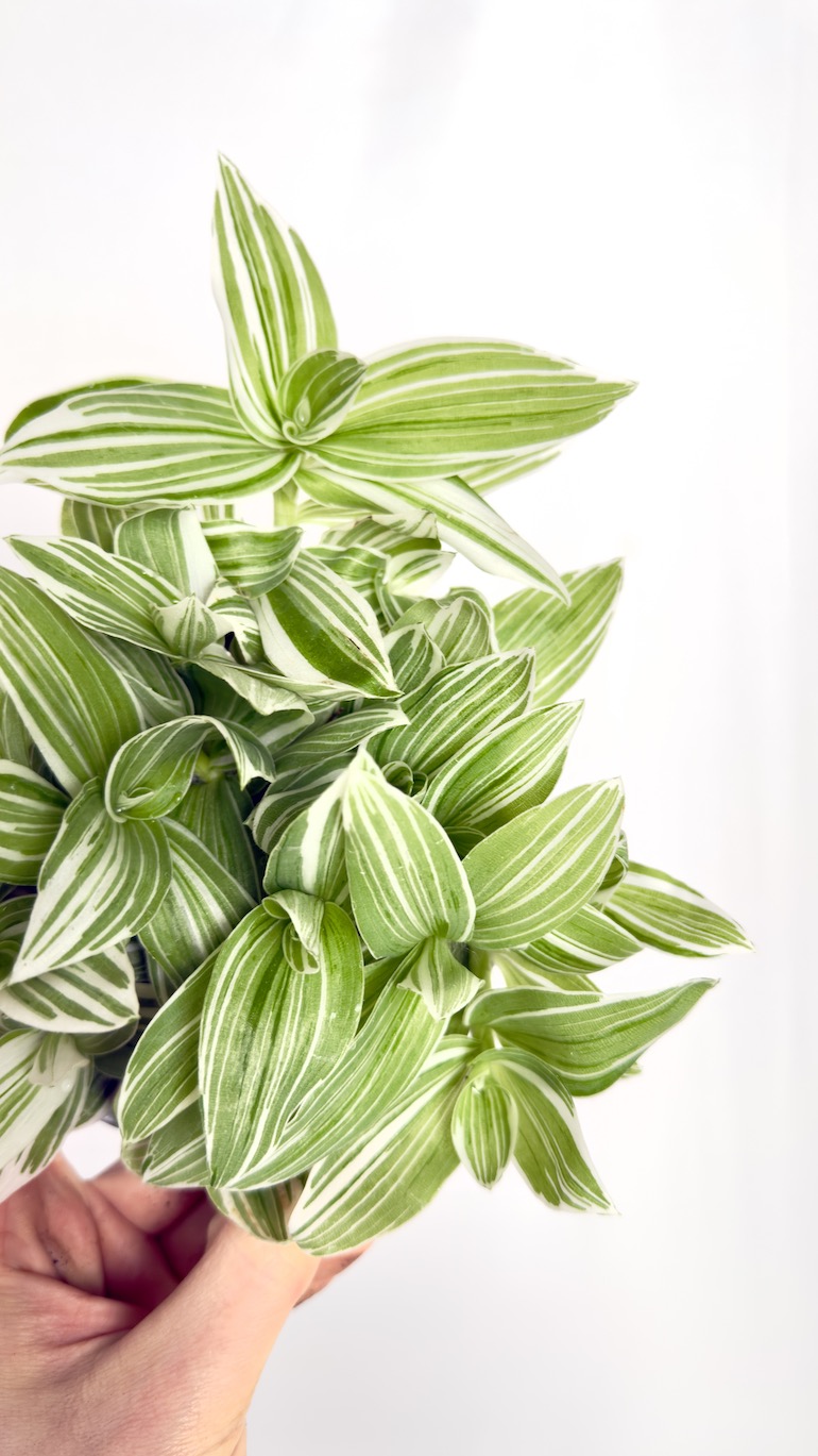 Tradescantia White Joy