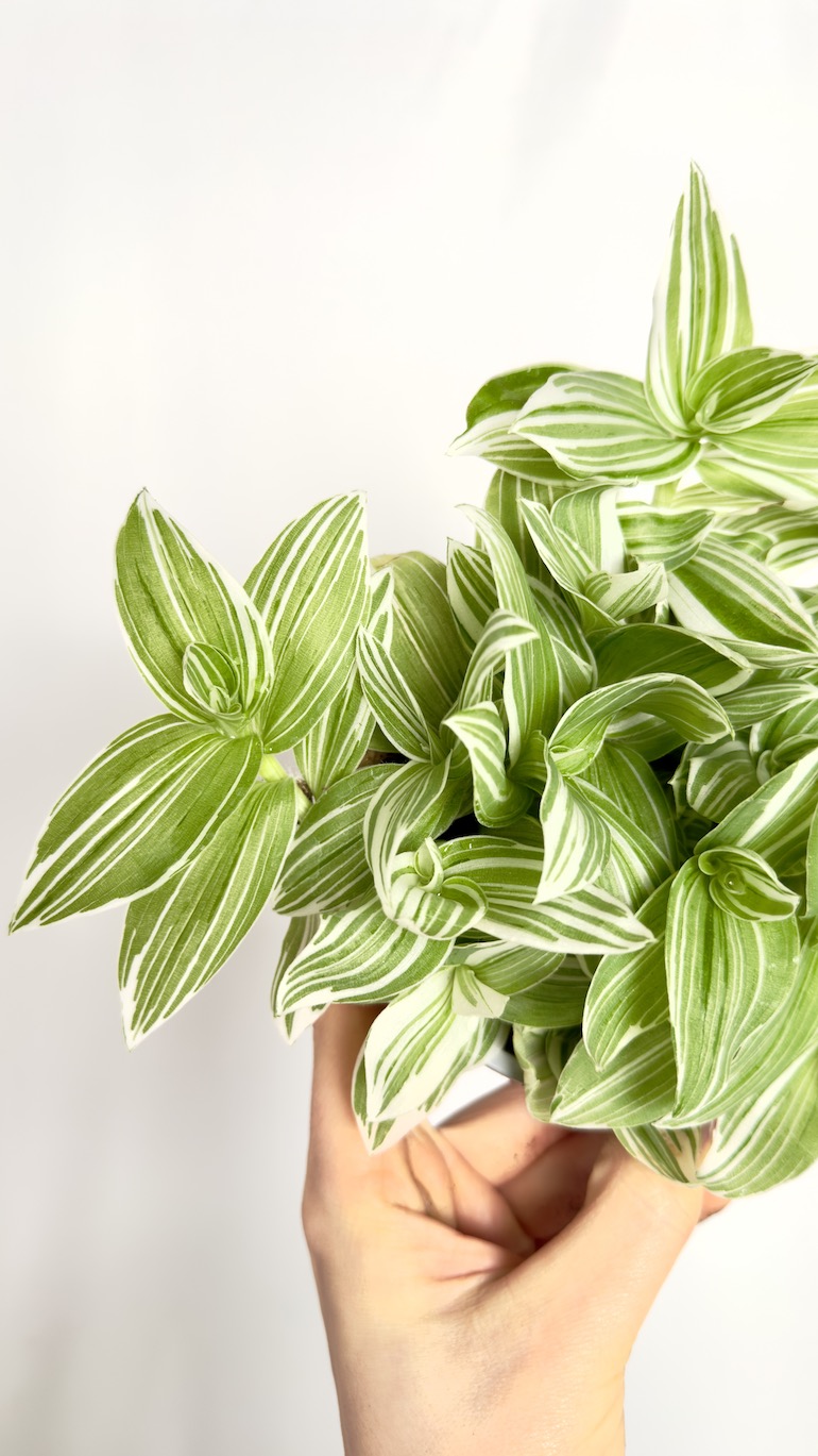 Tradescantia White Joy