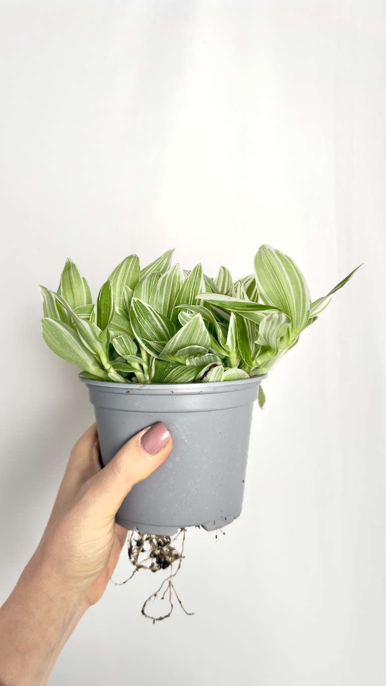 Tradescantia White Joy