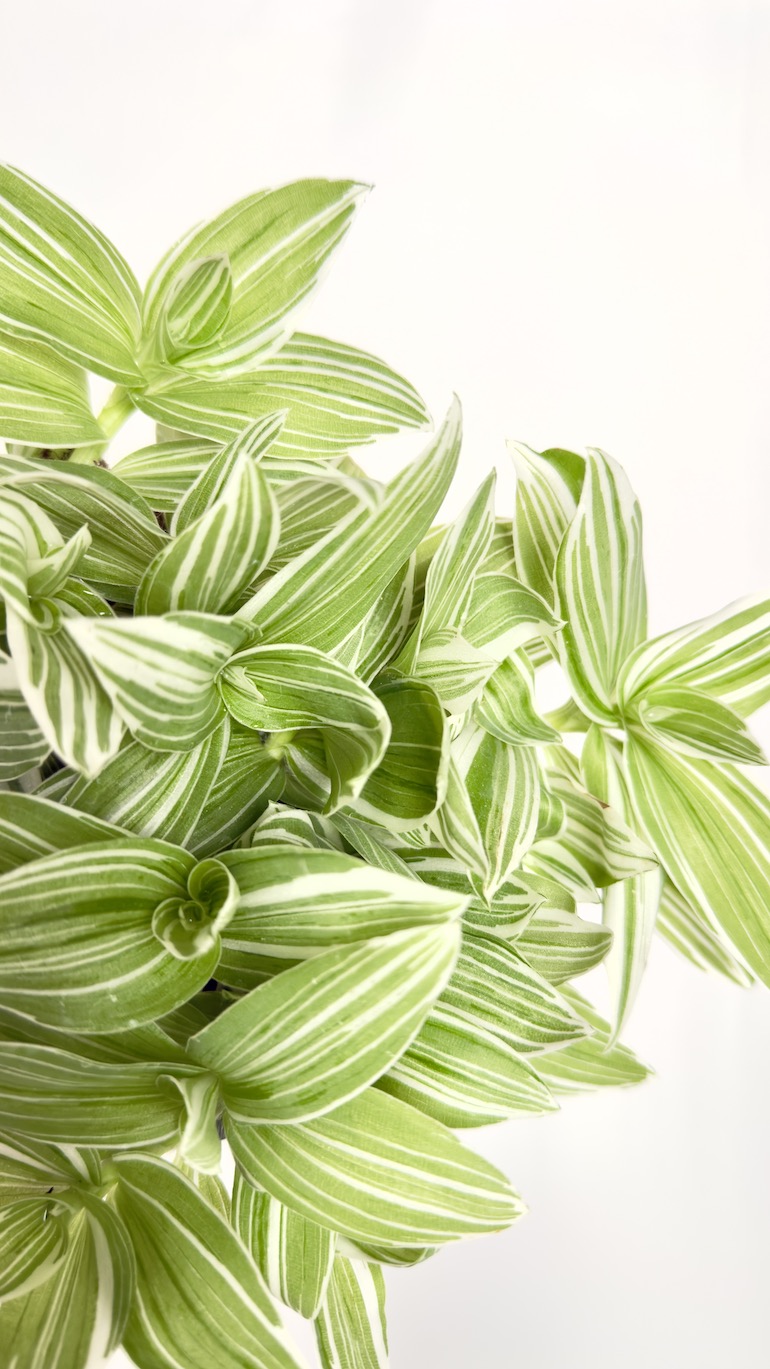 Tradescantia White Joy