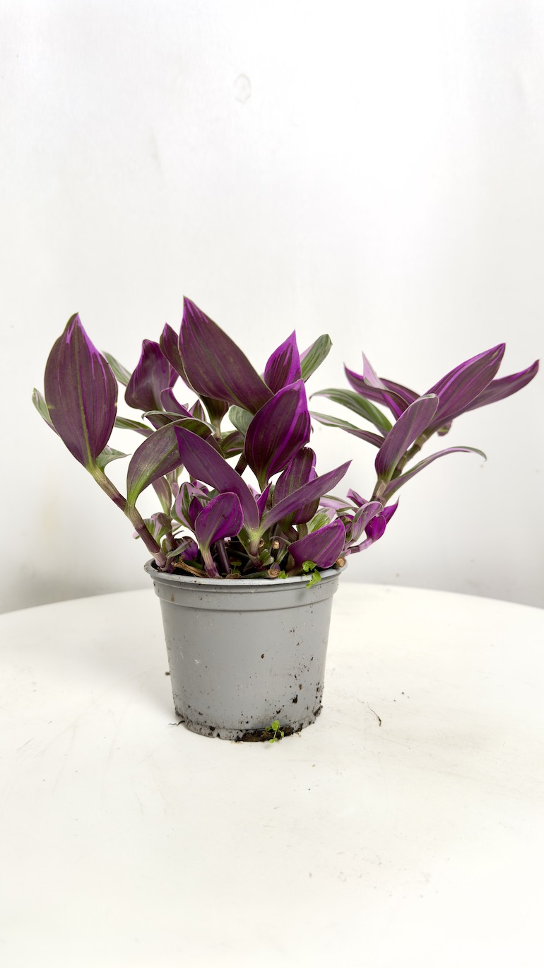 Tradescantia Nanouk