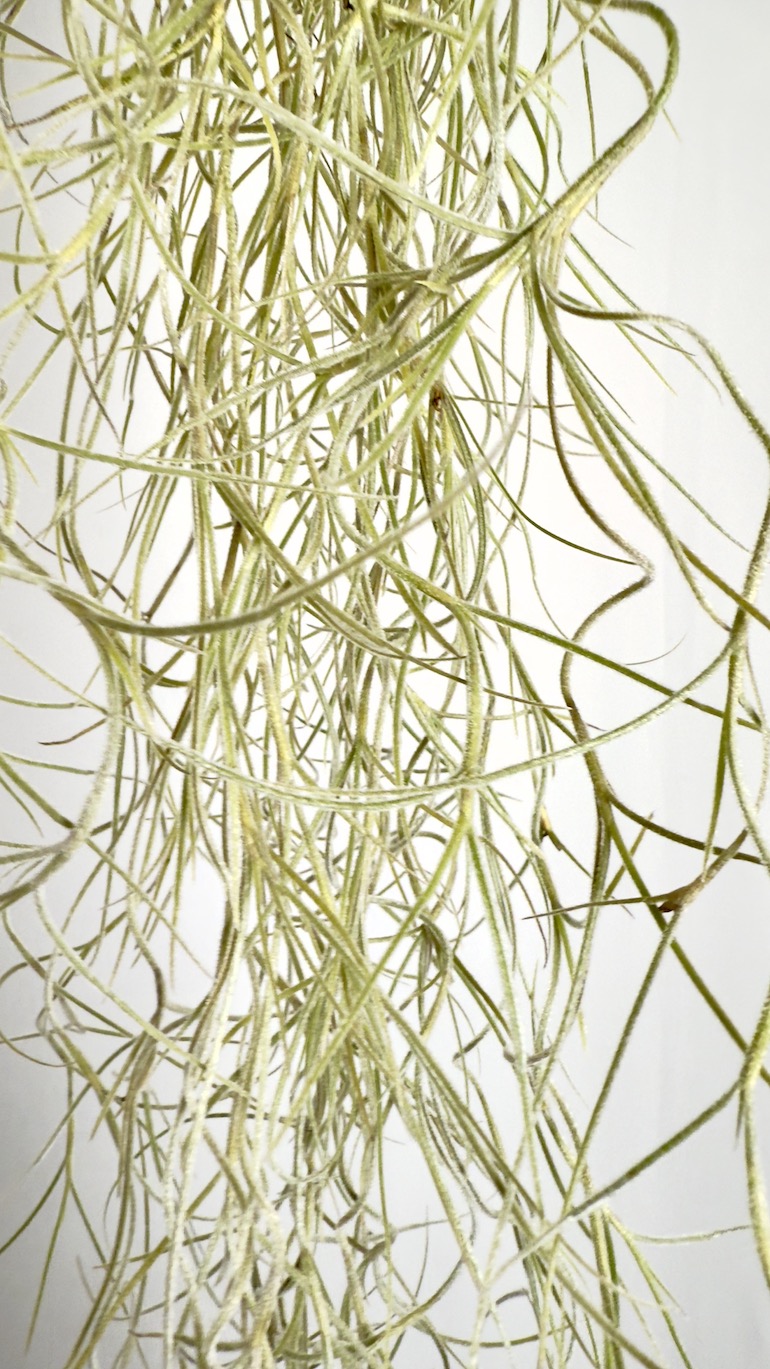 Tillandsia Usneoidoes