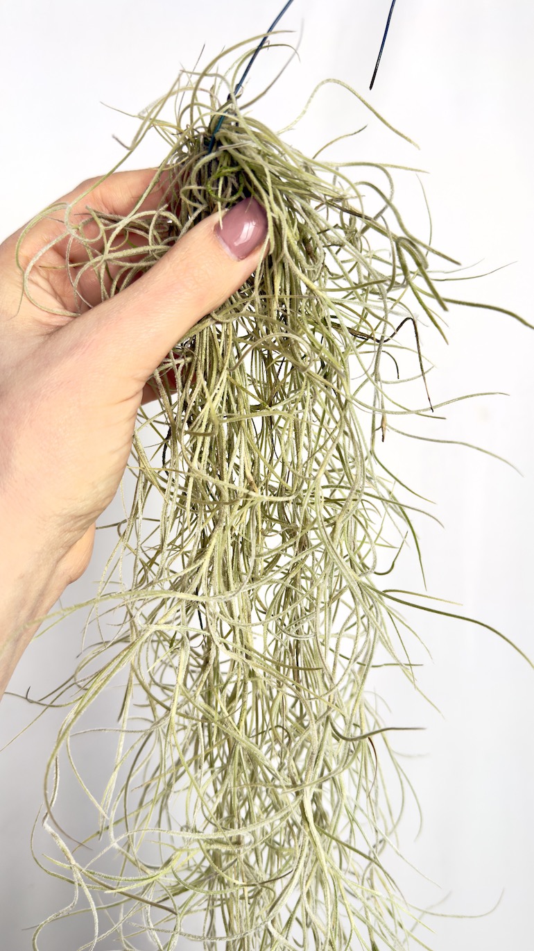 Tillandsia Usneoidoes