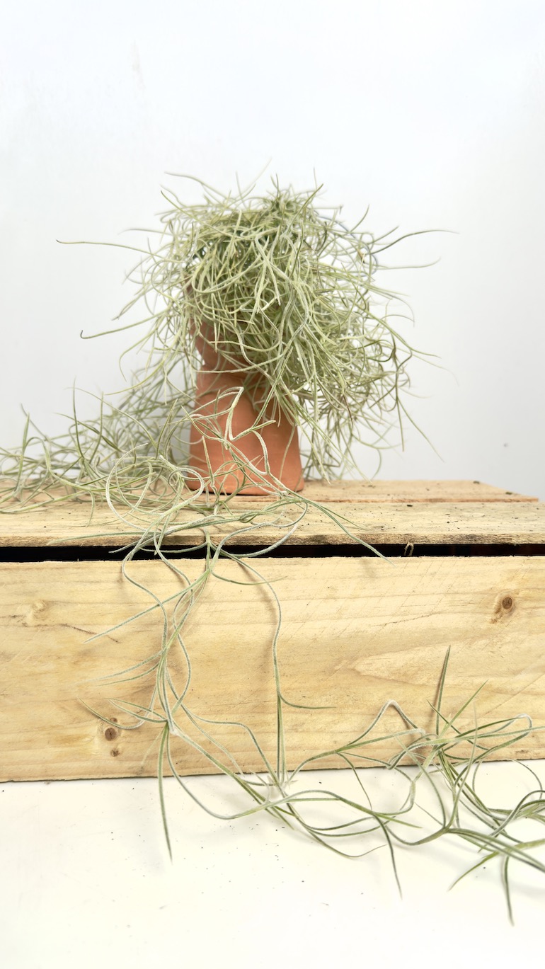 Tillandsia Usneoidoes