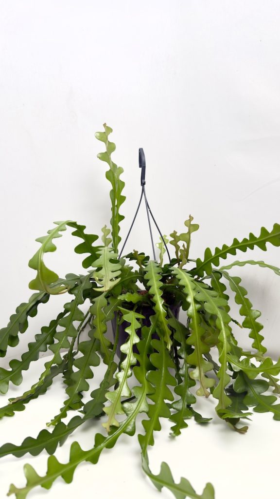 Epiphyllum anguliger