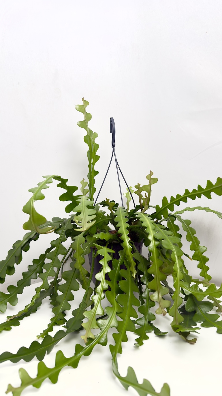 Epiphyllum anguliger