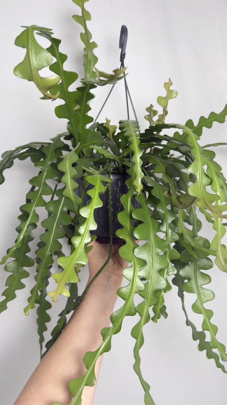 Epiphyllum anguliger