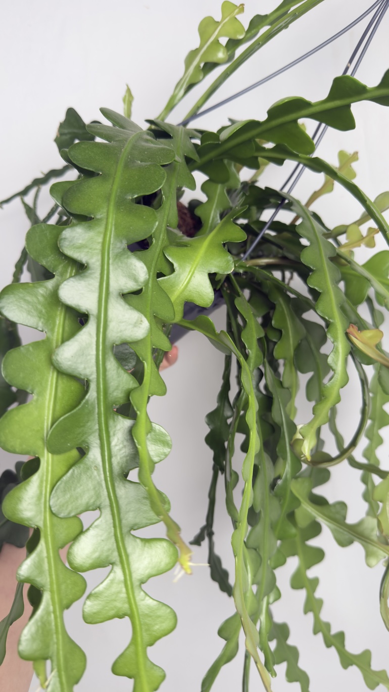 Epiphyllum anguliger