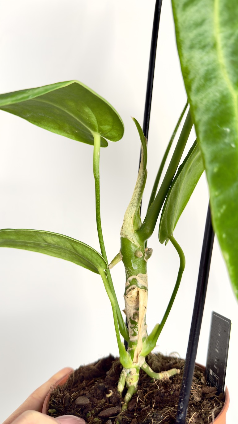 Anthurium Warocqueanum