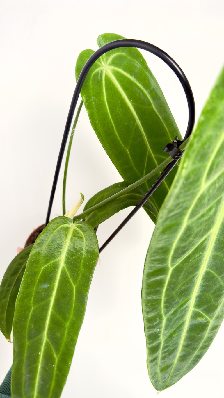 Anthurium Warocqueanum