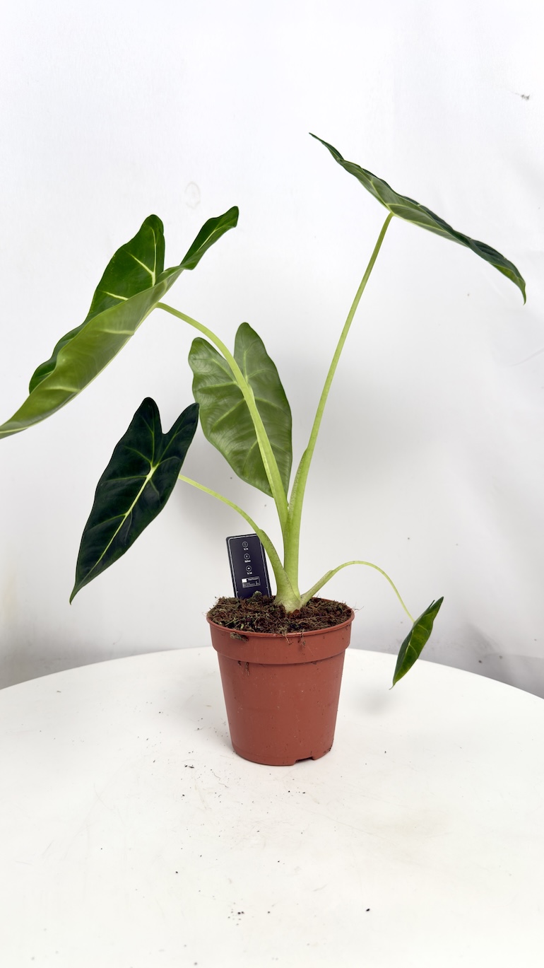 Alocasia Frydek