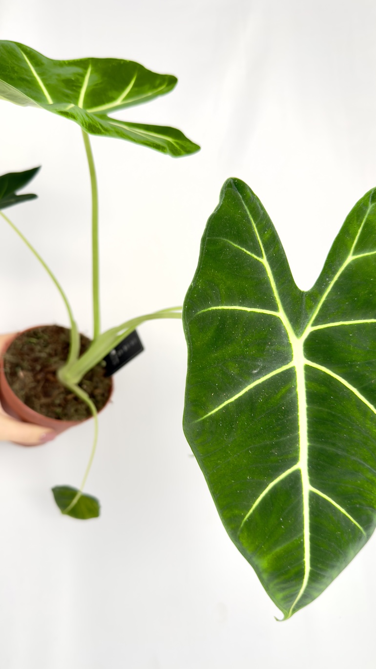Alocasia Frydek