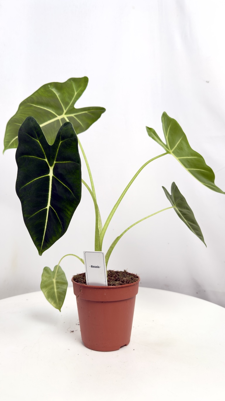 Alocasia Frydek