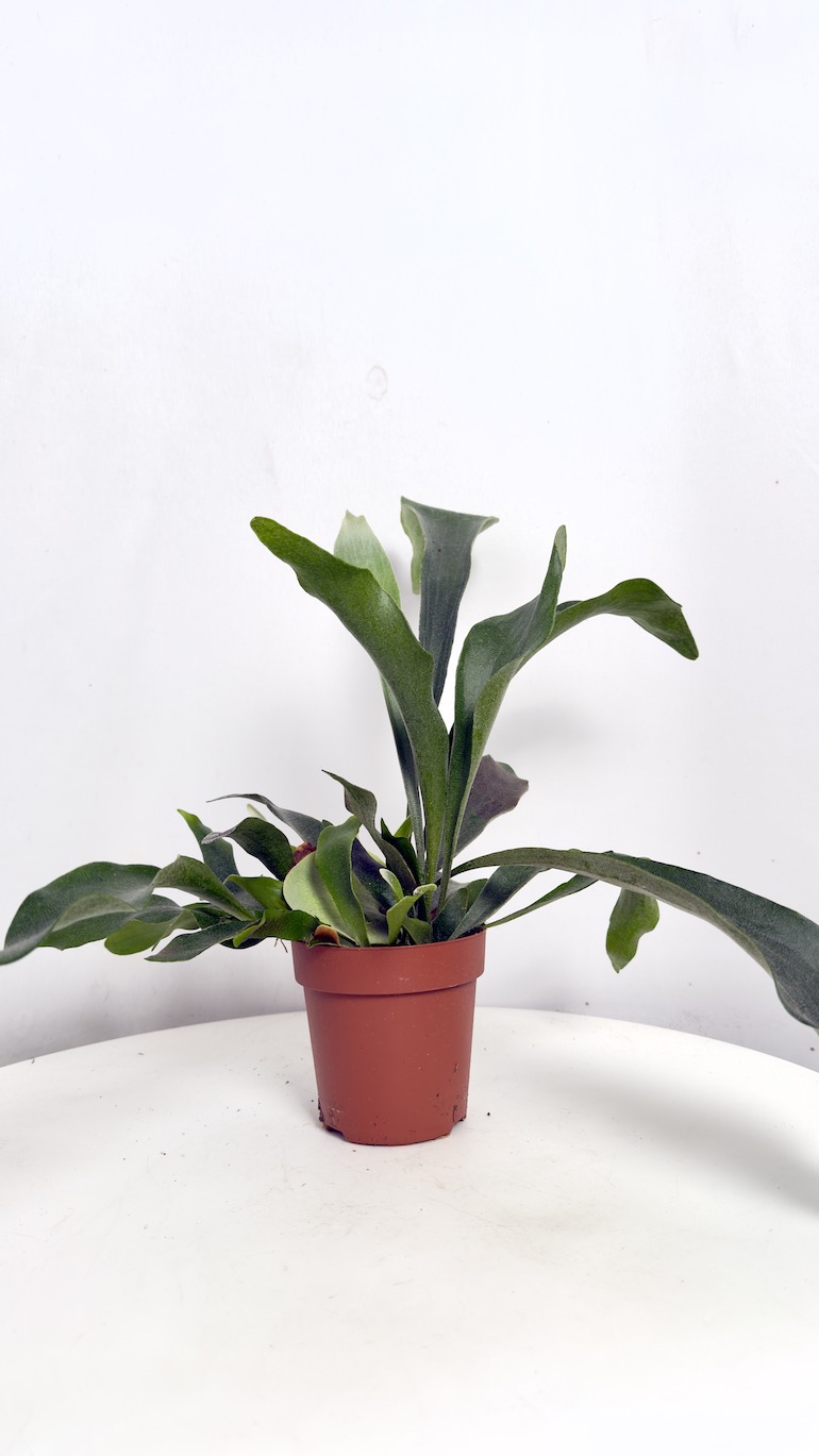 Platycerium bifurcatum