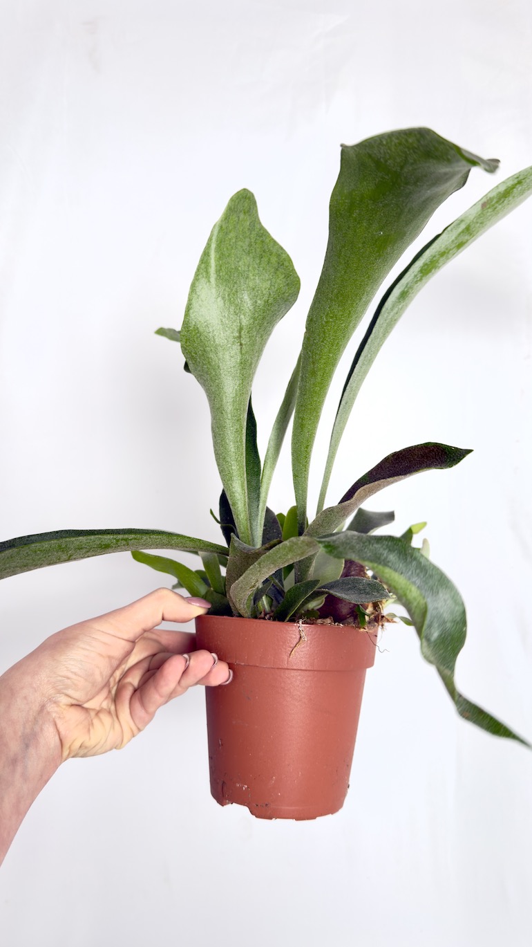 Platycerium bifurcatum