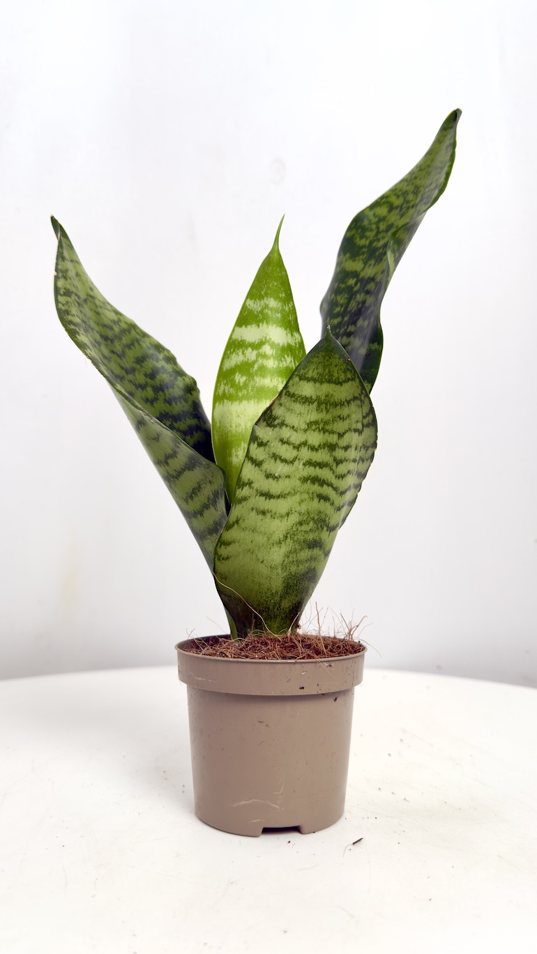 Sansevieria Zeylanica