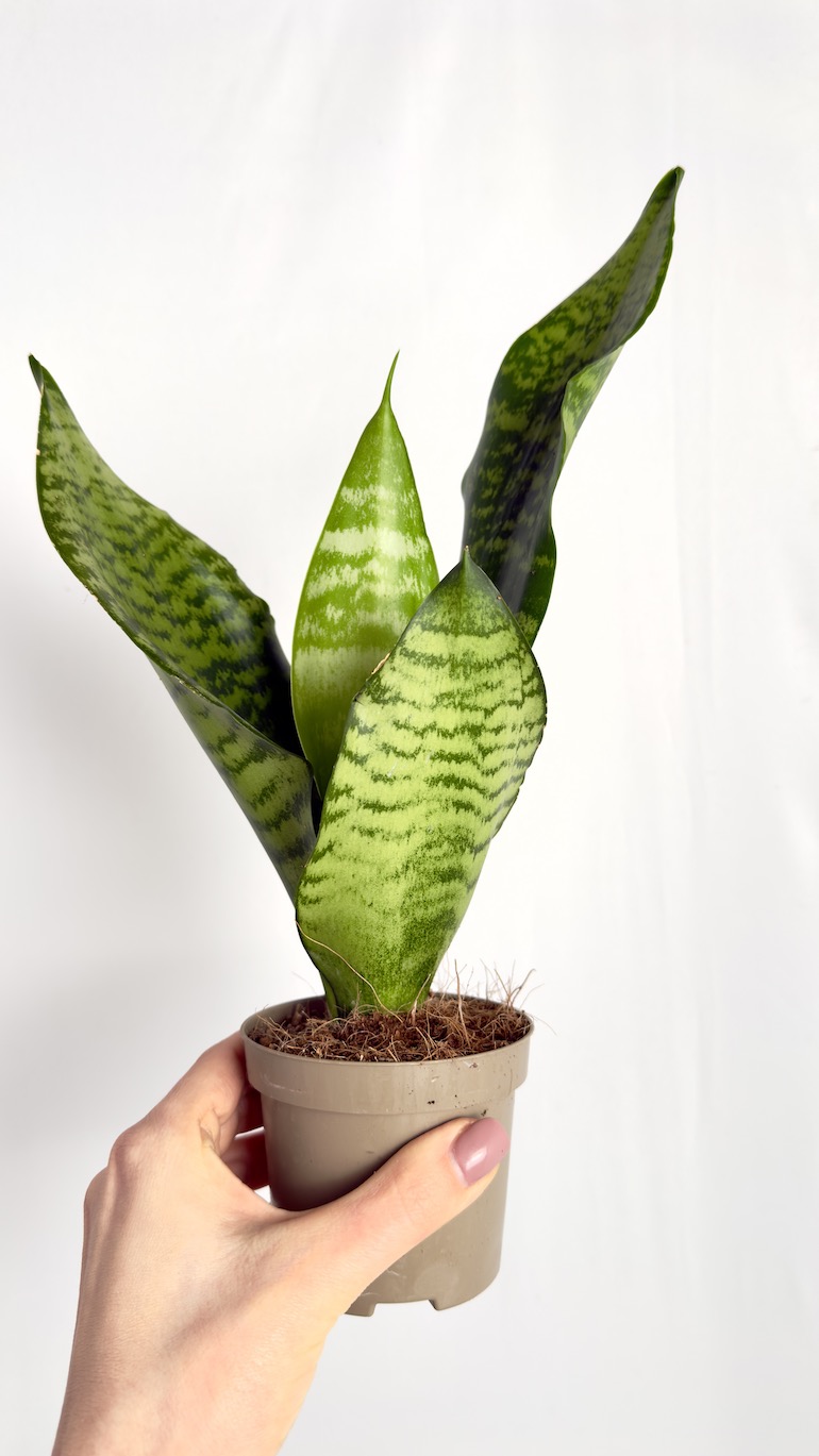 Sansevieria Zeylanica